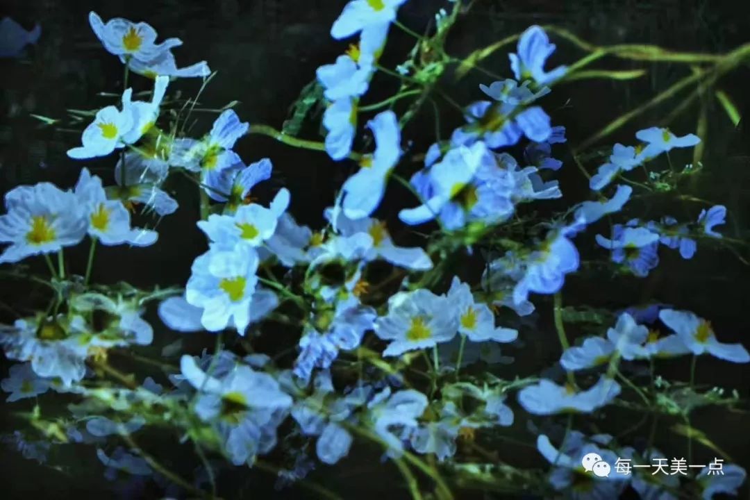 水性杨花别拿来形容女人她是一种特有的浪漫水生小花