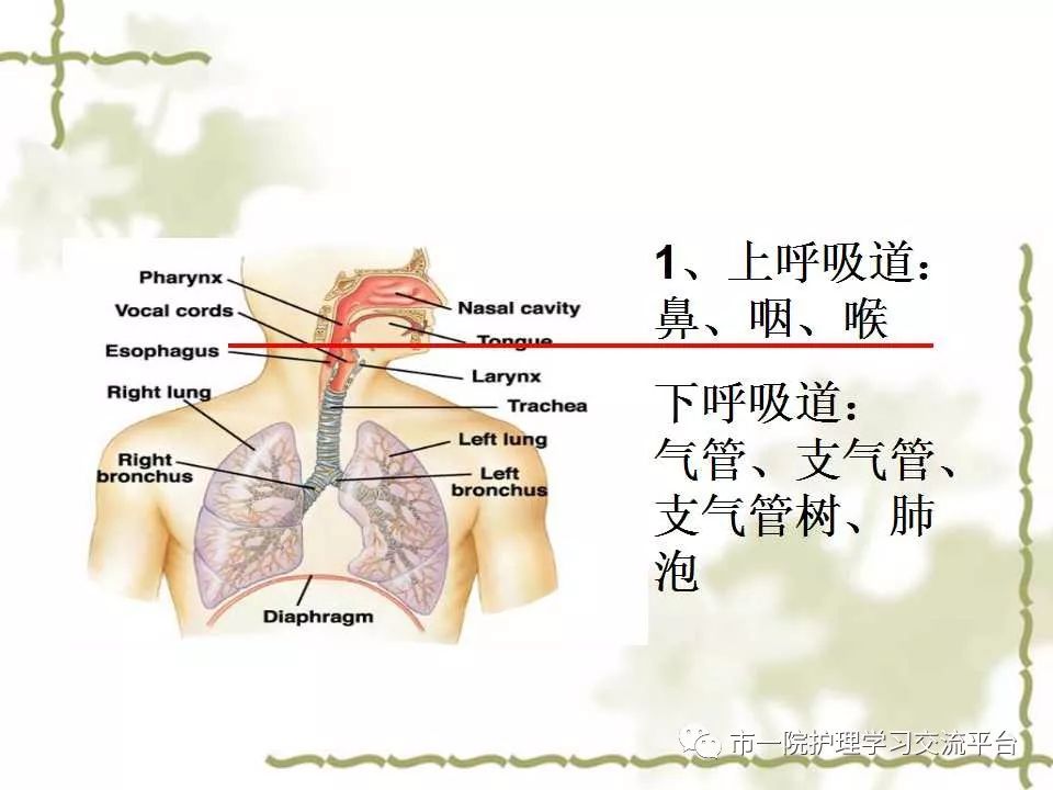 【ppt】呼吸系统解剖,疾病常见症状及护理
