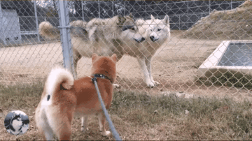 柴犬在動物園看到狼，結果卻跟對方吵起來，不就是二哈嗎？ 寵物 第6張