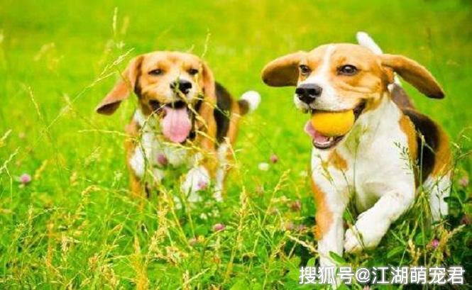 有哪些好玩的小宠物 61d8c1fc19d84ab4a72f90513da216bb.jpeg