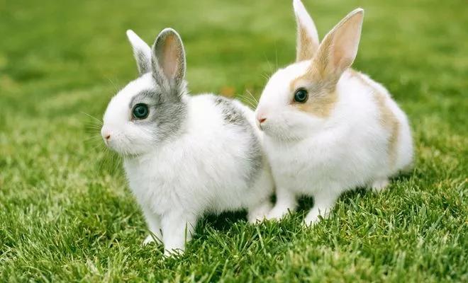 白兔灰兔和蚂蚁猜成语_白兔和灰兔的图片