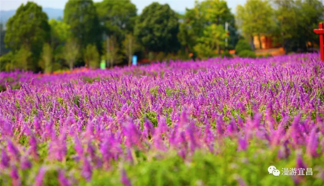 湖北宜昌知音畔岛花开正好万紫千红邀你来赏