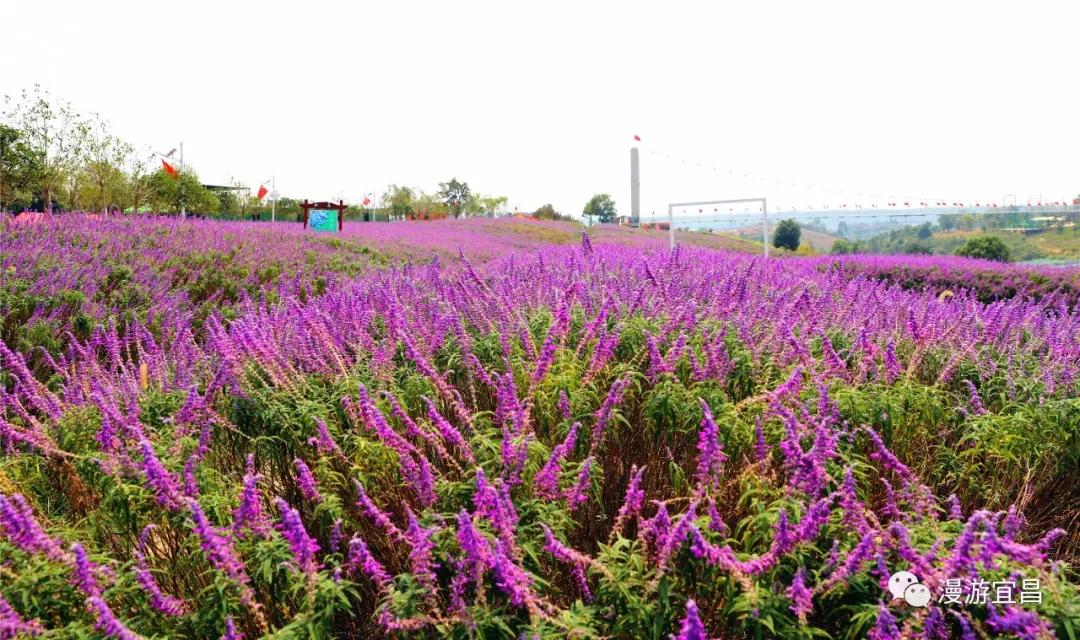 湖北宜昌知音畔岛花开正好万紫千红邀你来赏