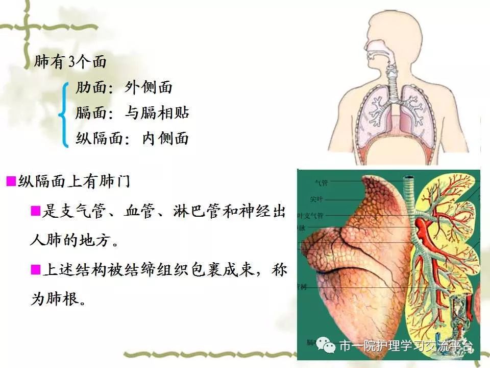 【ppt】呼吸系统解剖,疾病常见症状及护理