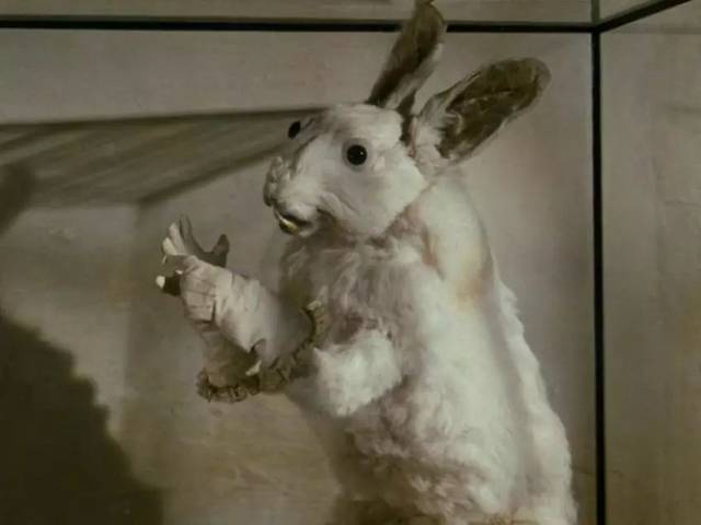 原来中秋节的大boss是兔子,它远比想象的可怕