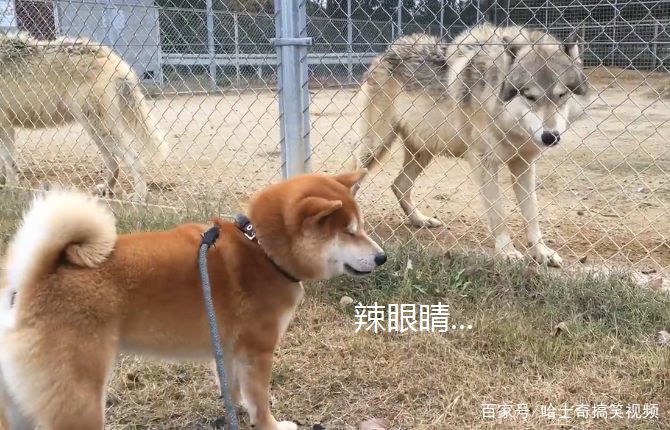 柴犬在動物園看到狼，結果卻跟對方吵起來，不就是二哈嗎？ 寵物 第3張