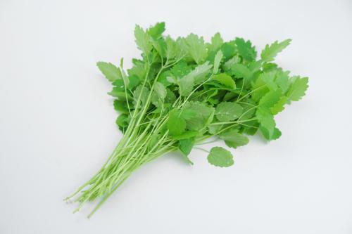 面条菜怎么吃功效作用大 77b3d77a175d473f8ef2758cbba4026d.jpeg