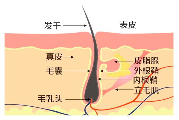 毛囊到什么时候会堵塞?