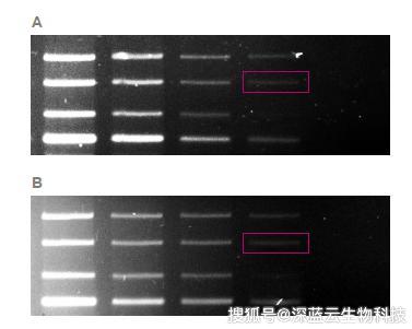 c280成像系统在etbr sybr green 考马斯蓝和银染蛋白胶成像中的应用 进行