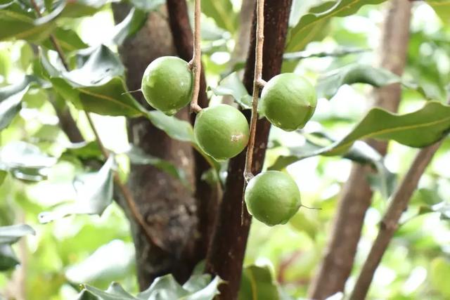 坚果是啥样的 8c1ffdd723ba4f6abd0a5e9332d2138d.jpeg