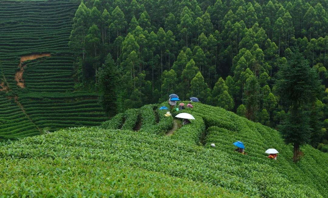 秋雨秋风采茶忙走进世界最美茶乡雅安市名山区杨玉如摄影作品选登