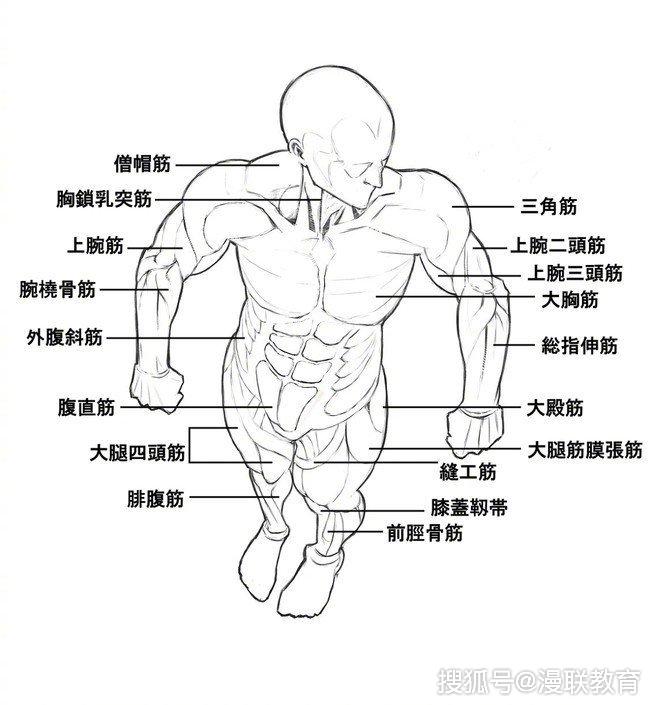 「参考」零基础动漫男士肌肉怎样画,专业漫画培训课程