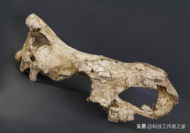 这是来自德马尼西的梅式犀牛(stephanorhinus)的头骨