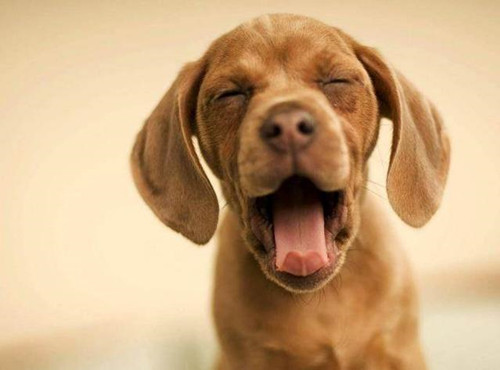 怎么教狗狗随行 9f45f7e6fa444210b929acc88c3b9eda.jpeg