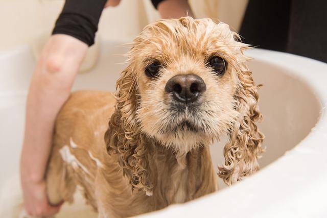 辟谣 狗狗可以频繁洗澡 反而会有皮肤病 告诉你多久洗一次狗狗 主人