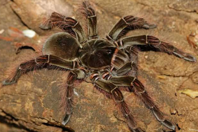 2,亚马逊巨人食鸟蛛:亚马逊巨人食鸟蛛又名哥利亚巨人食鸟蛛,是蛛型