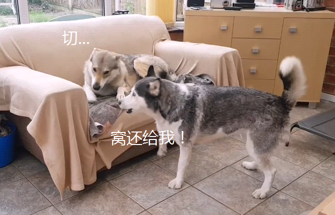 主人養了狼犬後，二哈的生活就悲劇了，狗：管一下它吧 寵物 第2張