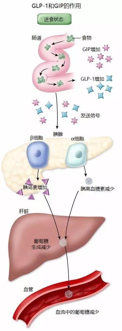 这可部分解释为何糖尿病患者进餐时的胰高血糖素分泌不被抑制以及餐后