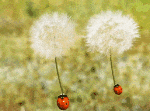 背景 壁纸 矢量 植物 种子 493_363 gif 动态图 动图