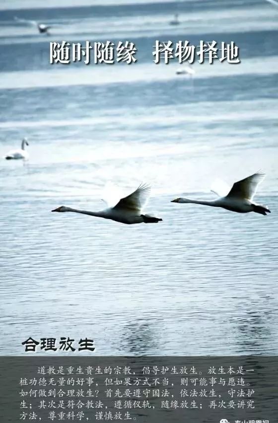 道教放生的真谛,便是劝告世人勿杀生.