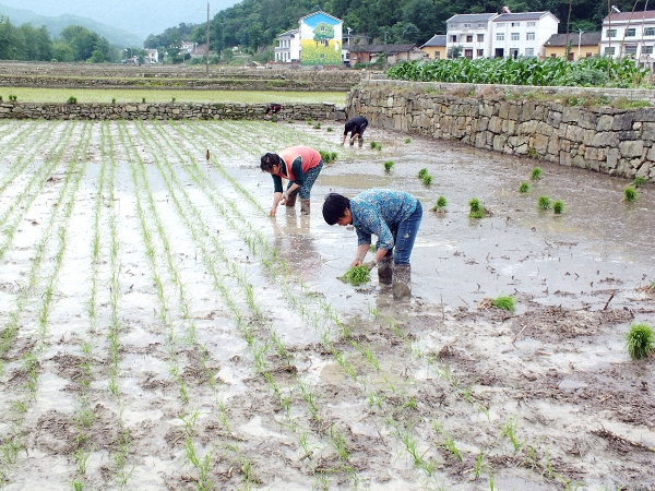 如何缓农村人口乡愁_农村乡愁图片