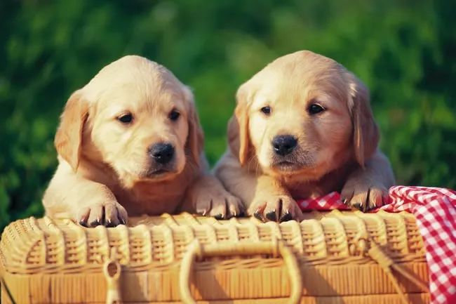 怎么看小狗能不能要 c47538283a9d44adac8fc437198b7f0f.jpeg