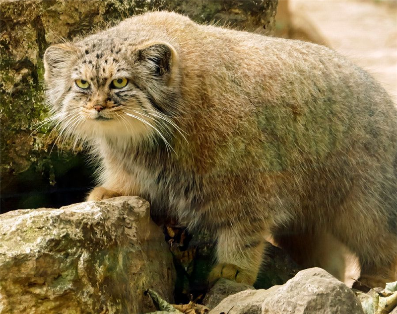 西藏神山现凶猛的猫科动物 长着网红脸 吃掉猎物还霸占其巢穴 毛发