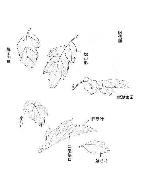 「国画菊花教程」荆匡胤写意菊花小品画法详细步骤图解