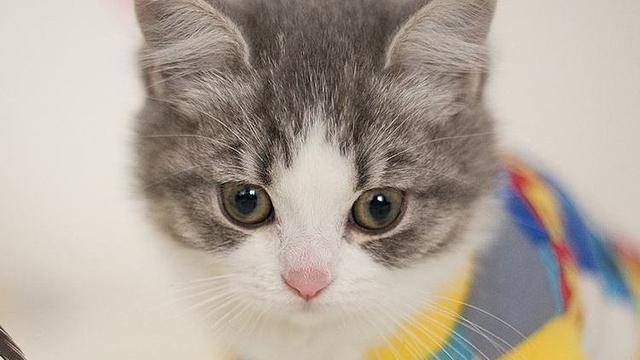 猫为什么特别喜欢粘人 cef4953676974904b9163b5400f2f4a6.jpeg