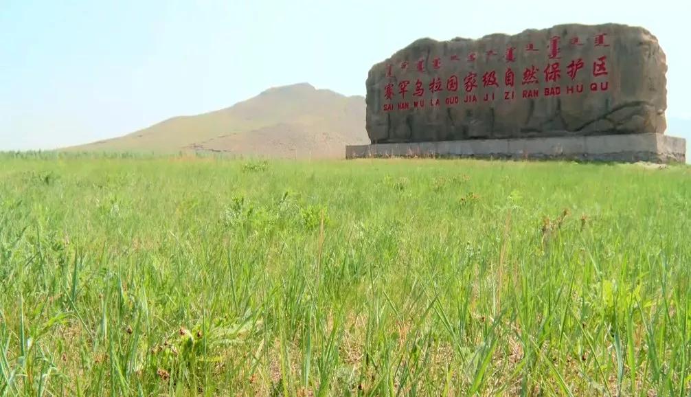 赛罕乌拉国家级自然保护区024,保护国家重点保护鸟类大鸨,黑鹳及其它