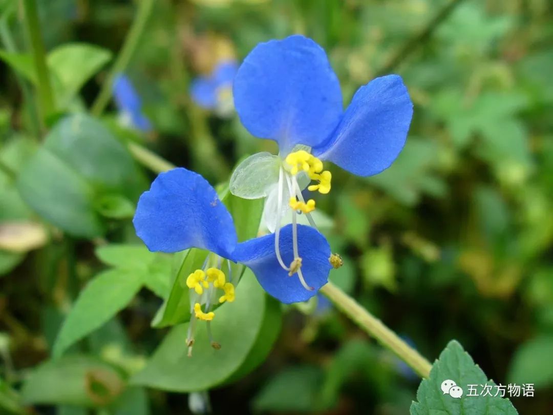 白花鸭跖草怎么吃