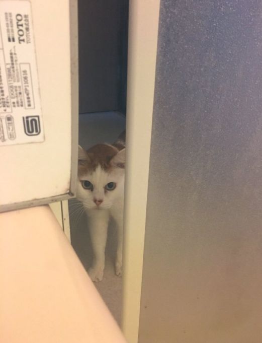 主人泡澡没关门,结果家里一群猫轮流来探望.