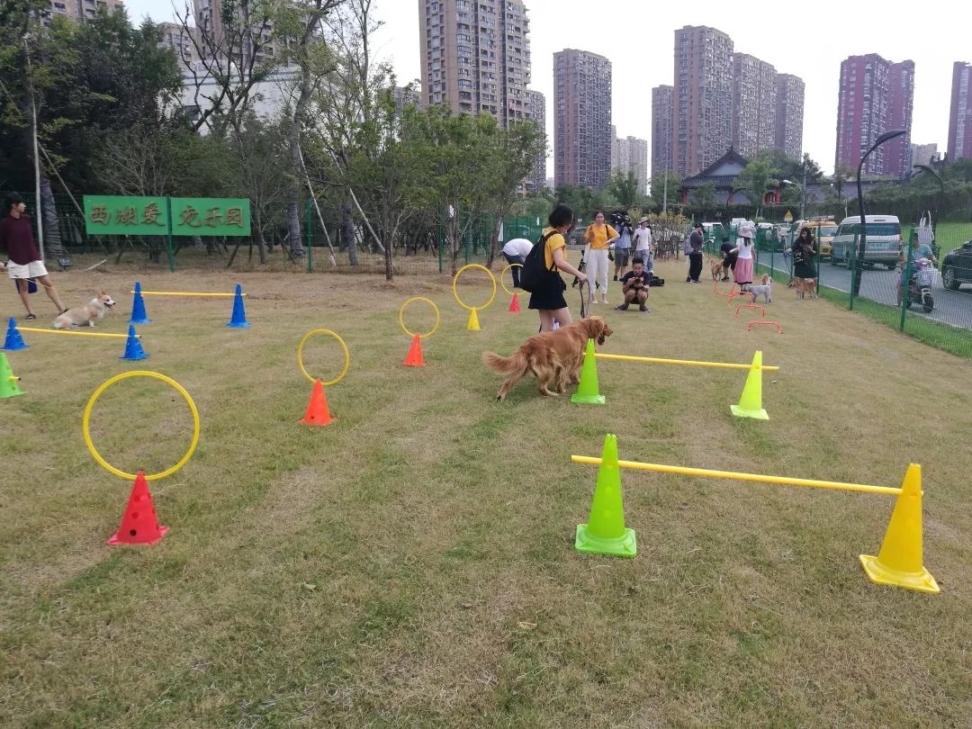 西湖区尝试引进第三方社会力量,请宠物医师,宠物行为训练师等参与现场