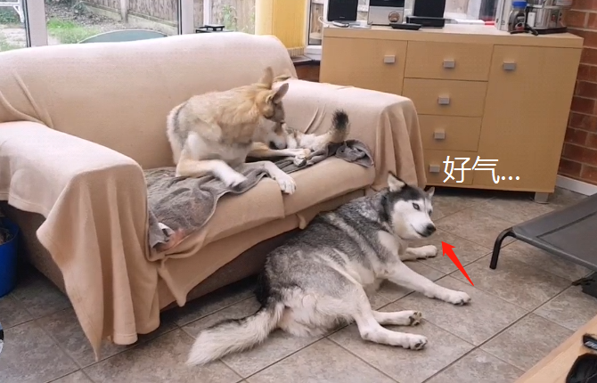 主人養了狼犬後，二哈的生活就悲劇了，狗：管一下它吧 寵物 第4張