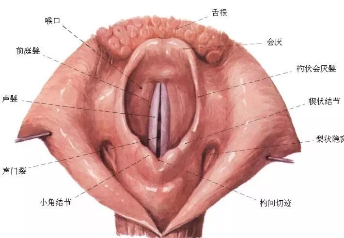 咽炎的原理_化橘红治疗咽炎咳嗽的原理