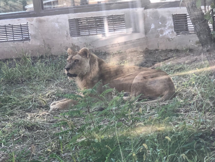 遼陽動物園「骨瘦如柴獅子」經查無虐待！企業稱網圖或系角度問題 寵物 第1張