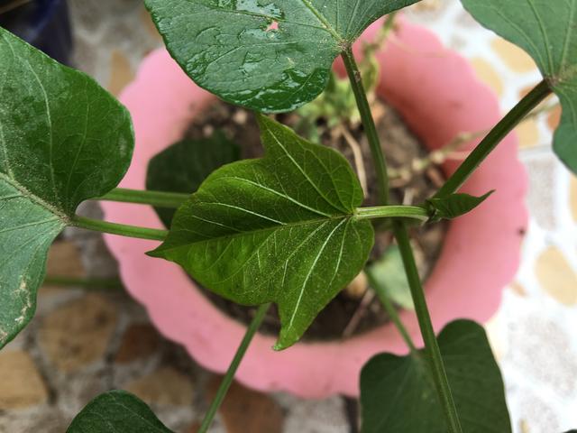 秋天剪下1根红薯藤,插盆土里,一个冬天吃不完,收获一茬又一茬