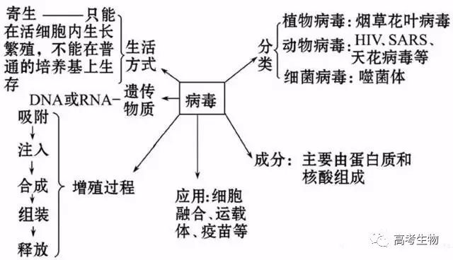 高中生物必备知识点病毒知识详解