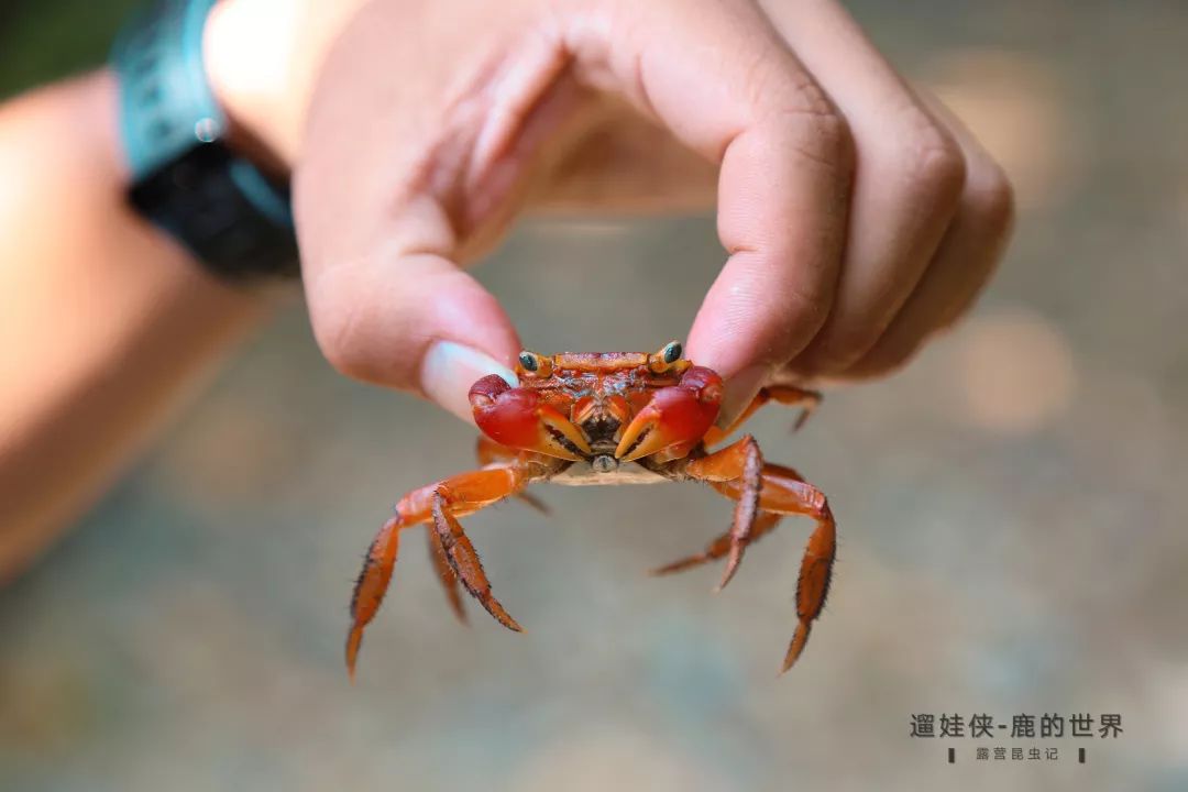 在海边森林中的蒋军:红沙蟹