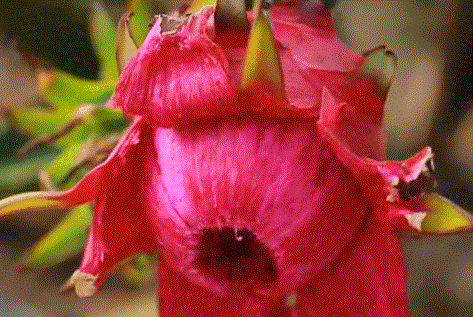 活动召集9月21日相约忠县汝溪镇报名即送2斤火龙果