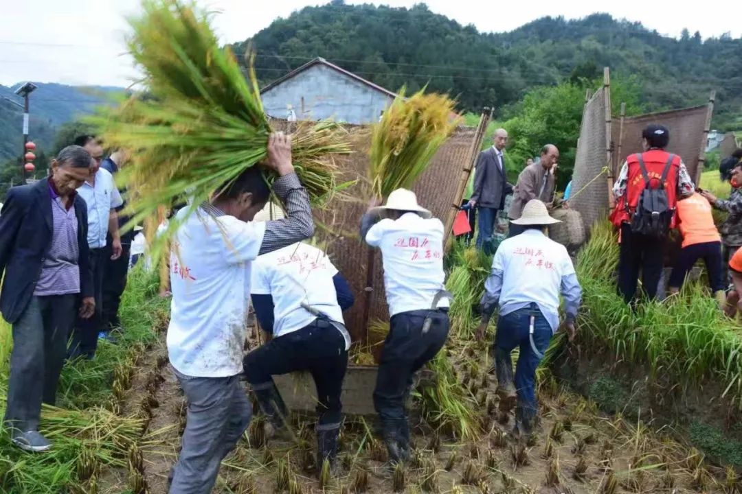 安康岚皋千人一起打谷子场面如此震撼