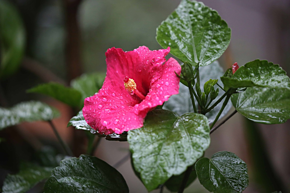 朱槿花开——每叹芳菲四时厌，不知开落有春风