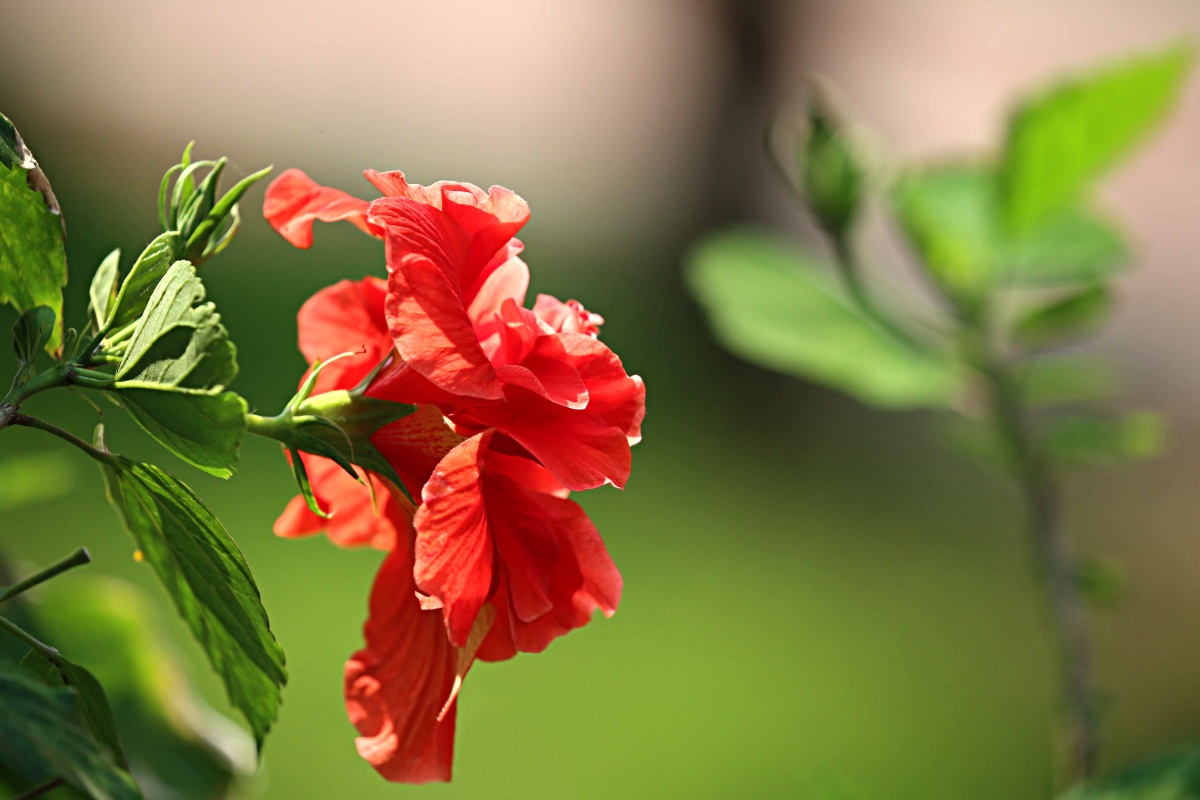 朱槿花开——每叹芳菲四时厌，不知开落有春风