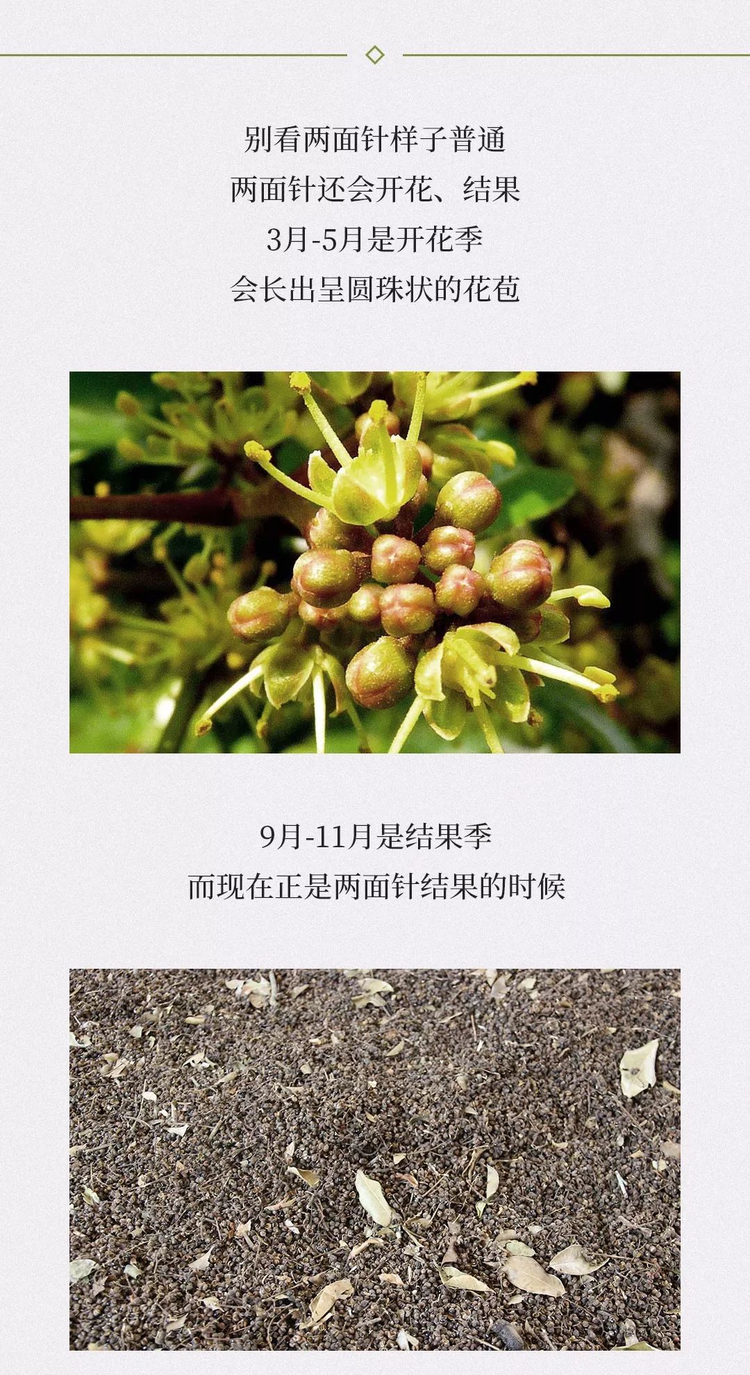 两面针种植基地是神马?黄药师带你瞧瞧去!