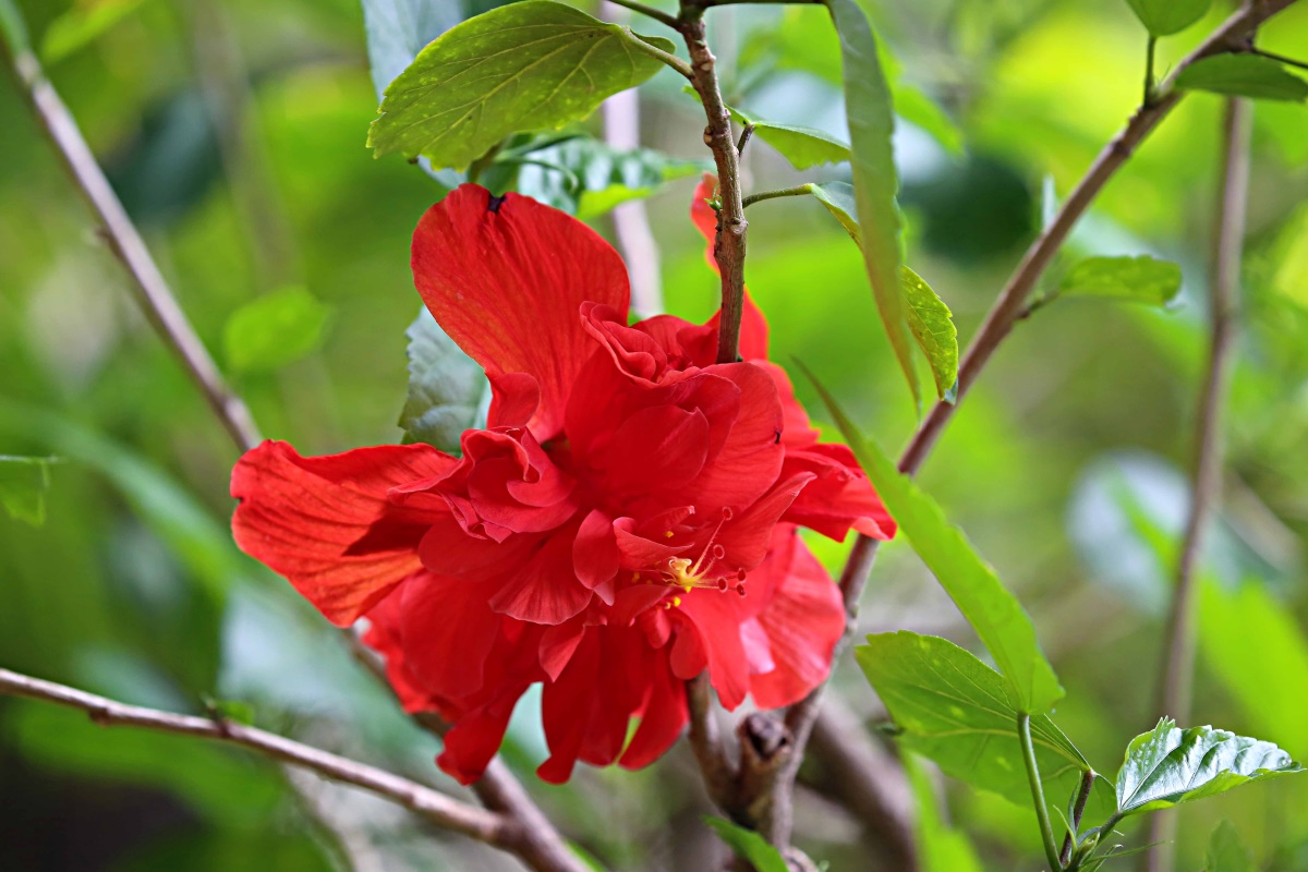 朱槿花开——每叹芳菲四时厌，不知开落有春风