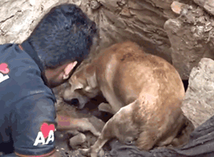 印度水灾后，人们在废墟中发现一只疯狂刨土的狗