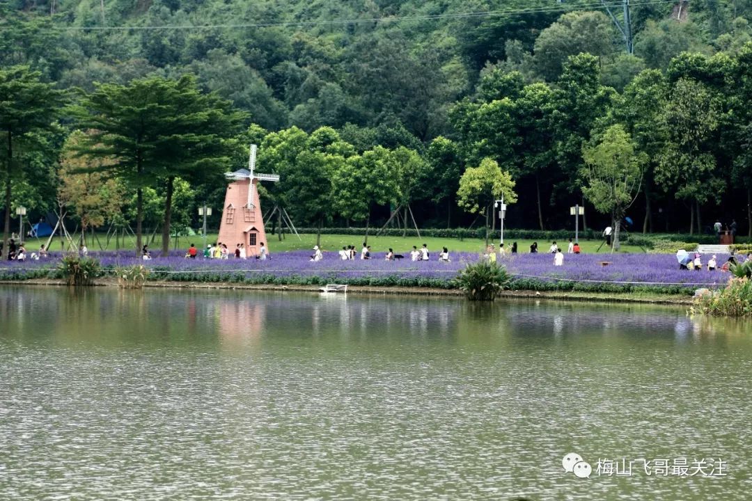 顺峰山公园近10000㎡大型花海盛放,约起来!