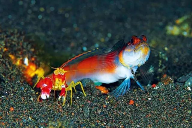 红纹枪虾