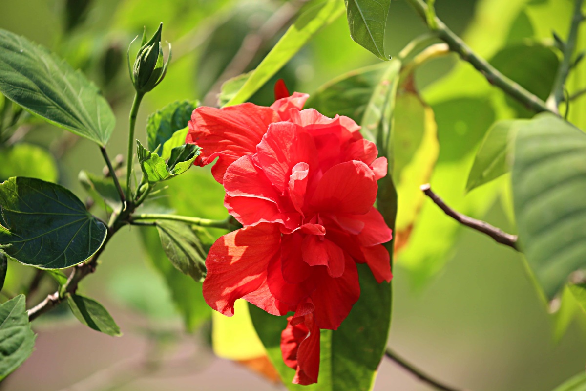 朱槿花开——每叹芳菲四时厌，不知开落有春风