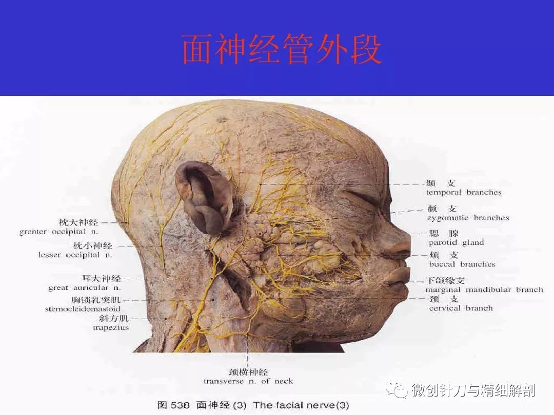 十二对颅神经解剖详解
